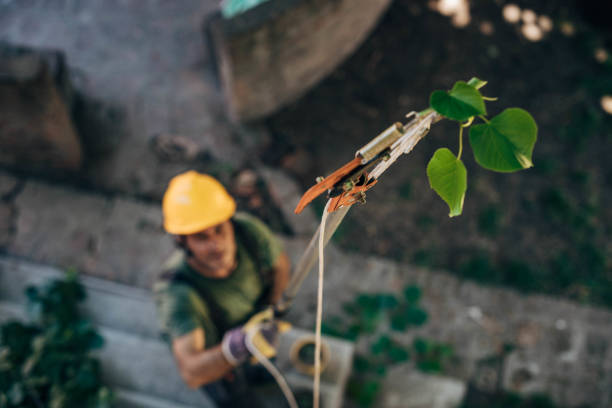Best Utility Line Clearance  in North Bay Shore, NY