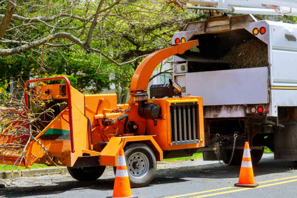 Best Lot and Land Clearing  in North Bay Shore, NY