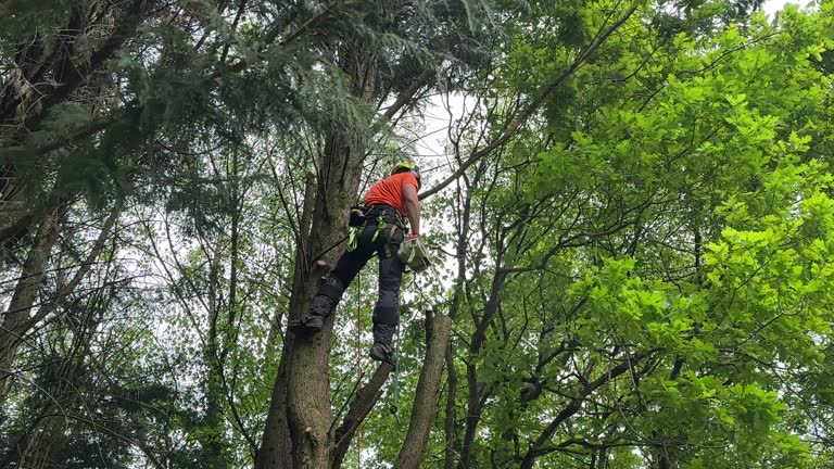 Best Hazardous Tree Removal  in North Bay Shore, NY