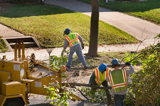 Best Tree Preservation Services  in North Bay Shore, NY